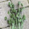 Mørkegrøn dekorativ tørrede Phalaris buket