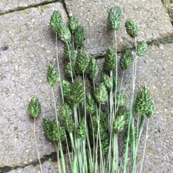 Mørkegrøn dekorativ tørrede Phalaris buket