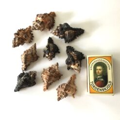 Alternative view of Konkylie i mindste størrelse