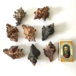 Alternative view of Konkylie i lille størrelse