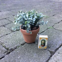 Alternative view of Lille plante i lerpotte