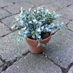 Lille plante i lerpotte