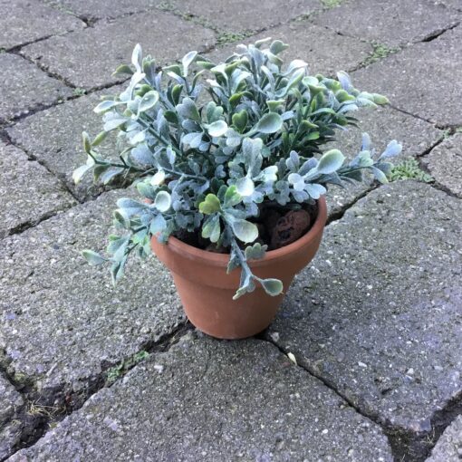 Lille plante i lerpotte