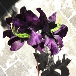 Høj dekorativ lilla Amaryllis