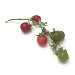 Alternative view of Naturtro cherrytomater på stilk