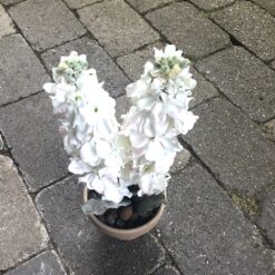 Alternative view of Almindelig levkøj i lerpotte