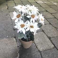 Hvid marguerit i lerpotte