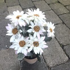 Alternative view of Hvid marguerit i lerpotte