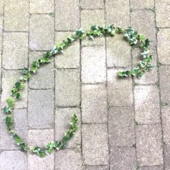 Alternative view of Lang grøn efeuranke