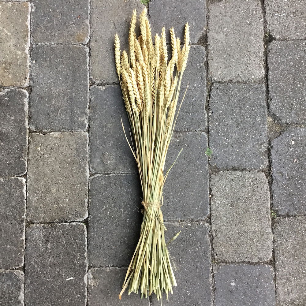 Naturligt lys hvede korn - Billede 4