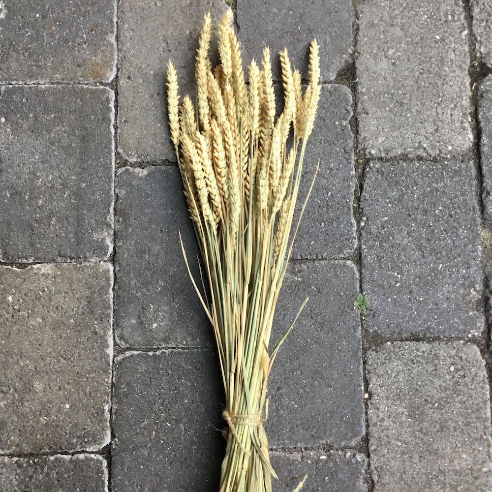 Naturligt lys hvede korn - Billede 5