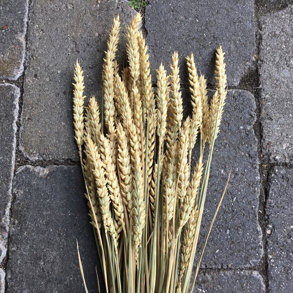 Naturligt lys hvede korn