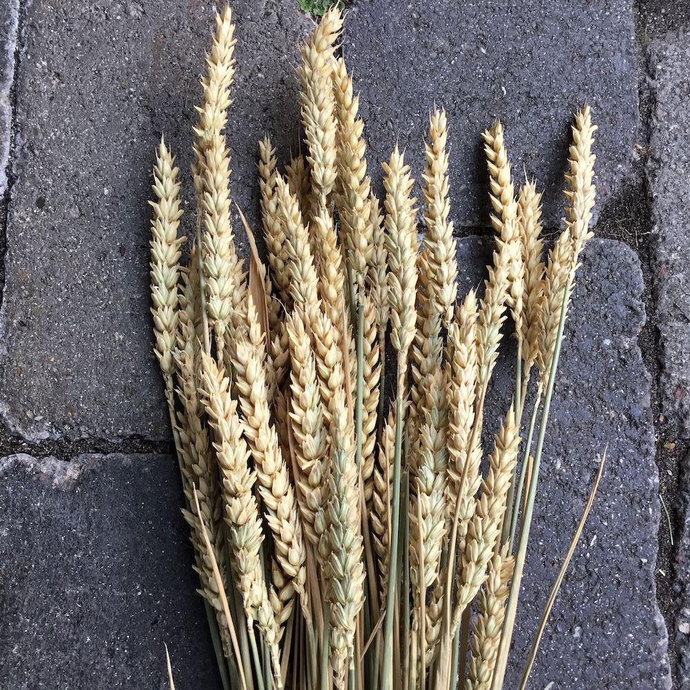 Naturligt lys hvede korn - Billede 3