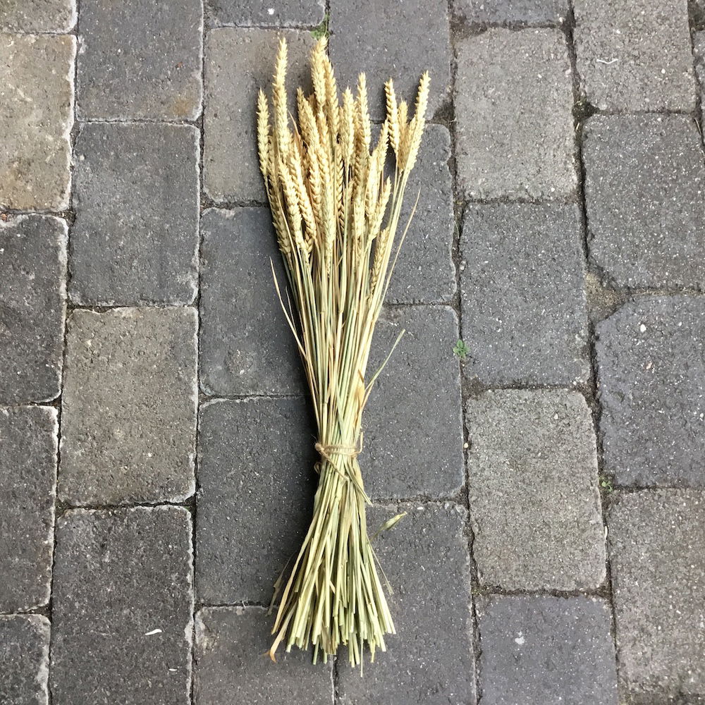 Naturligt lys hvede korn - Billede 7