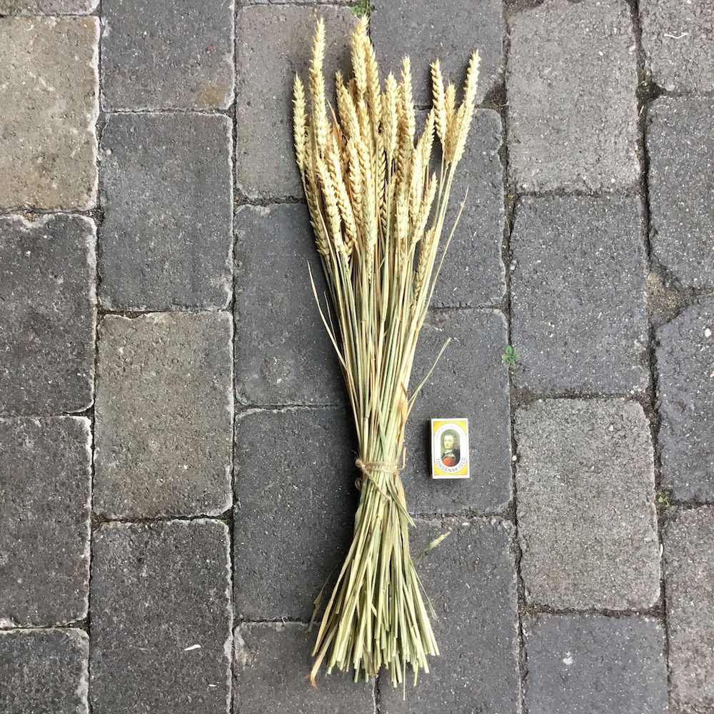 Naturligt lys hvede korn - Billede 2