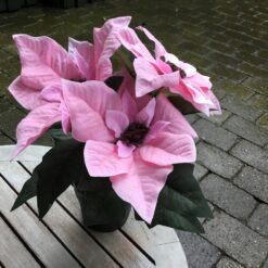 Rosa julestjerne i potte