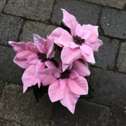 Alternative view of Rosa julestjerne i potte