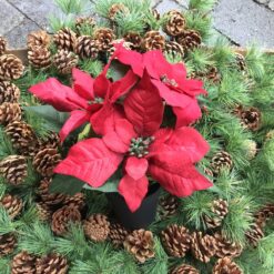 Alternative view of Bordeaux julestjerne i potte