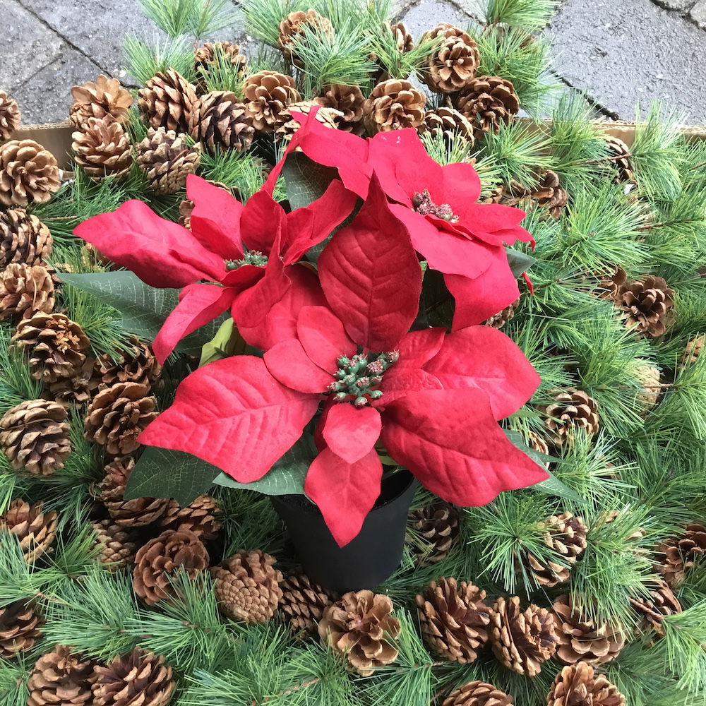 Bordeaux julestjerne i potte - Billede 2