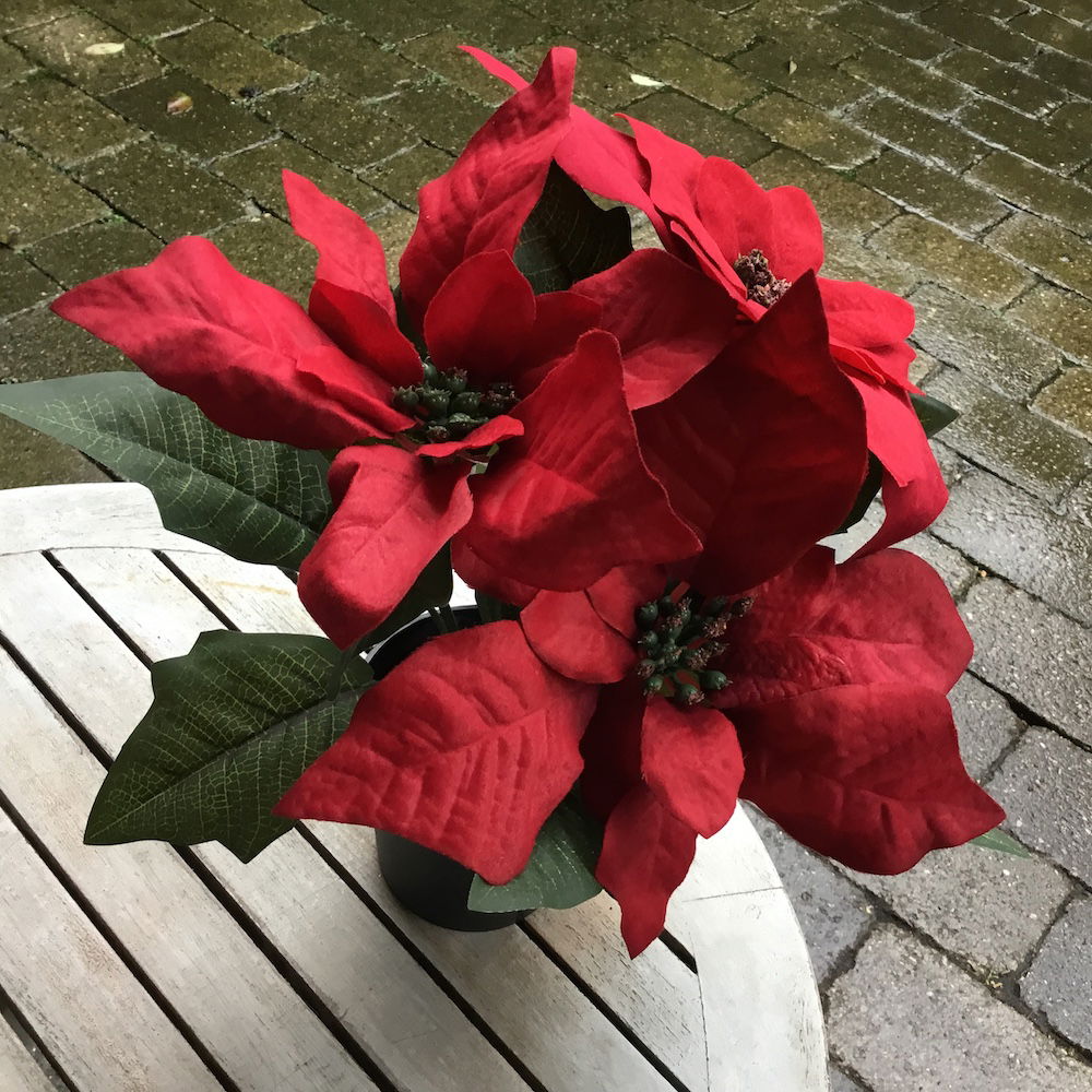 Bordeaux julestjerne i potte - Billede 4