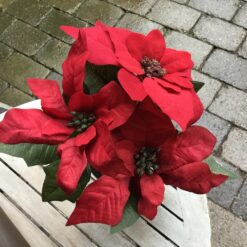 Bordeaux julestjerne i potte