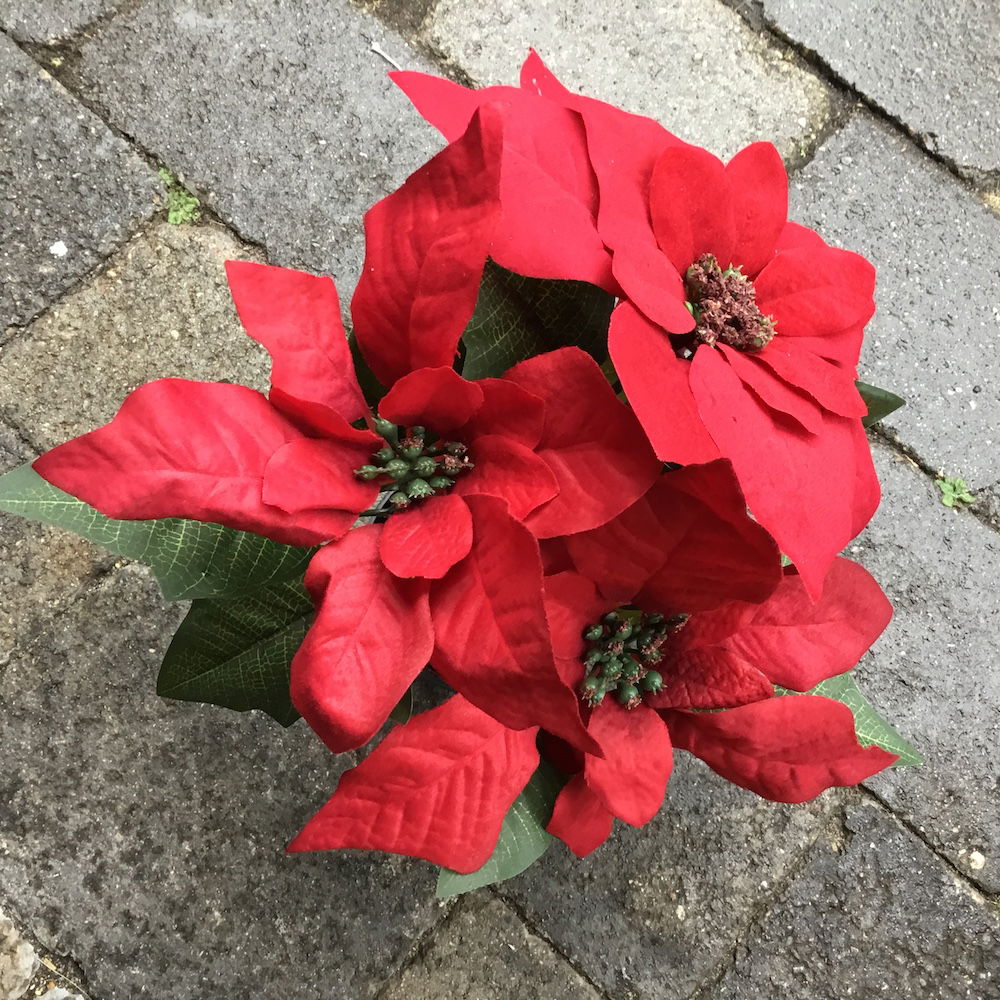 Bordeaux julestjerne i potte - Billede 7