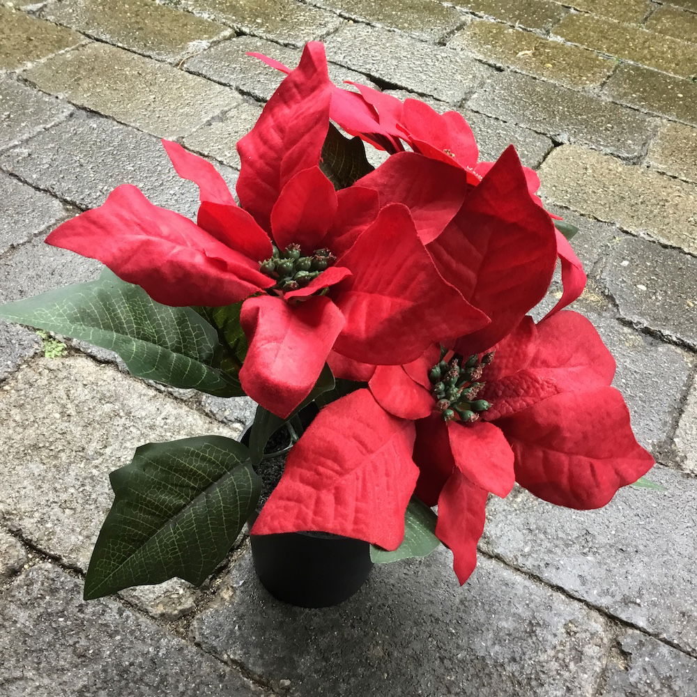 Bordeaux julestjerne i potte - Billede 5