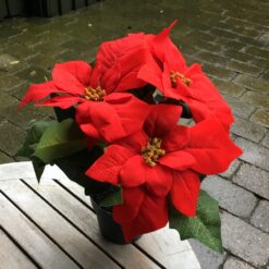 Rød julestjerne i potte