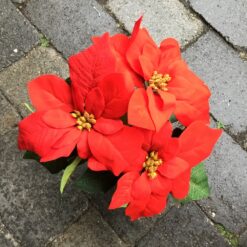 Alternative view of Rød julestjerne i potte