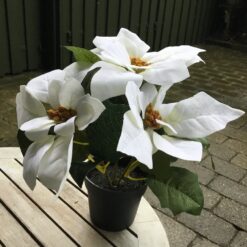 Alternative view of Hvid julestjerne i potte