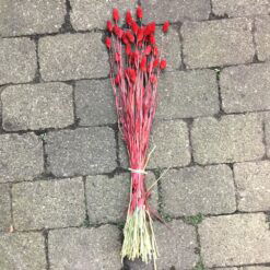 Alternative view of Røde dekorative tørrede Phalaris