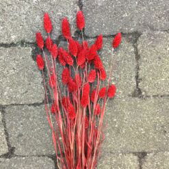 Røde dekorative tørrede Phalaris