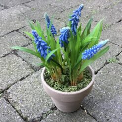 Alternative view of Dekorativ naturtro blå perlehyacint