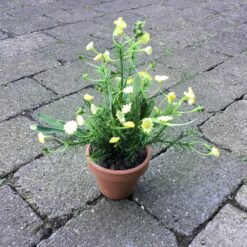 Lille dekorativ gul blomst