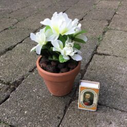 Alternative view of Lille azalia i lerpotte