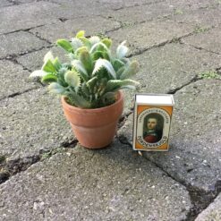 Alternative view of Lille dekorativ grøn kaktus