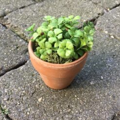 Alternative view of Lille dekorativ grøn firkløver