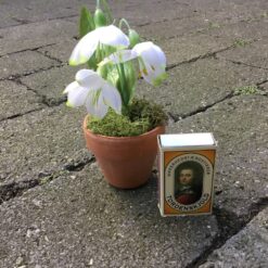 Alternative view of Lille vintergæk i lerpotte