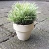 Lille dekorativ grøn potteblomst