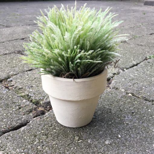 Lille dekorativ grøn potteblomst