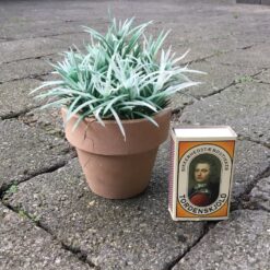 Alternative view of Lille spraglet grøn potteblomst