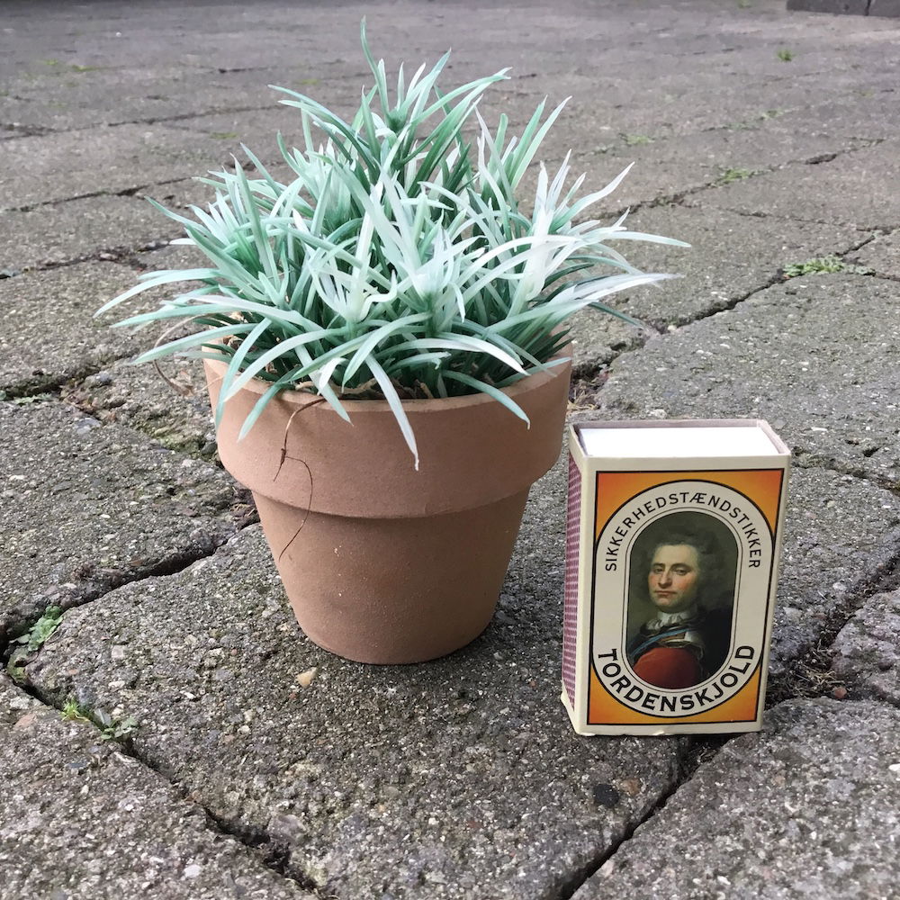 Lille spraglet grøn potteblomst - Billede 2