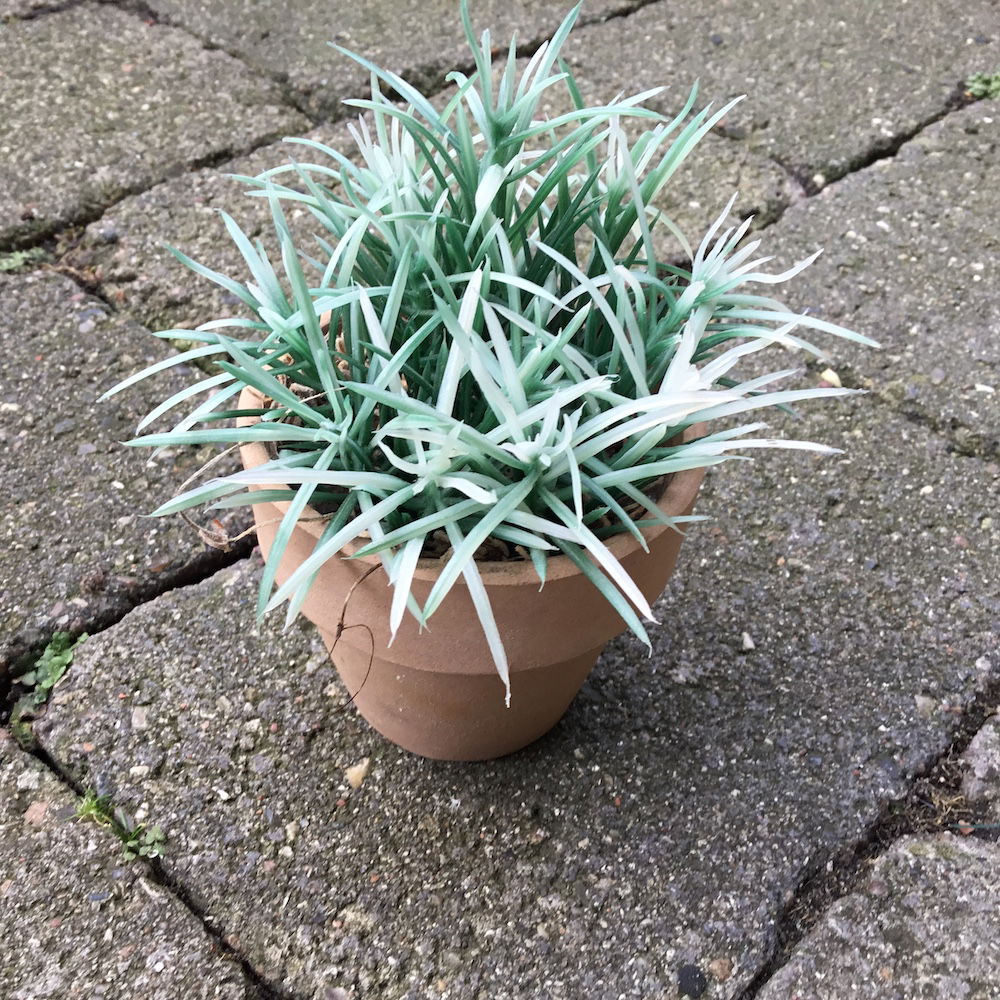 Lille spraglet grøn potteblomst - Billede 3