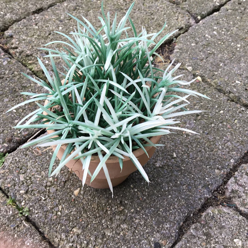 Lille spraglet grøn potteblomst - Billede 4