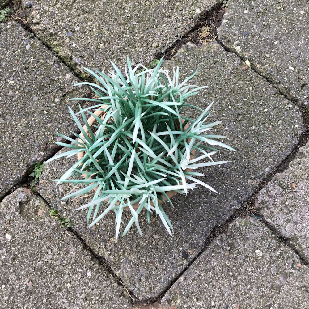 Lille spraglet grøn potteblomst - Billede 5