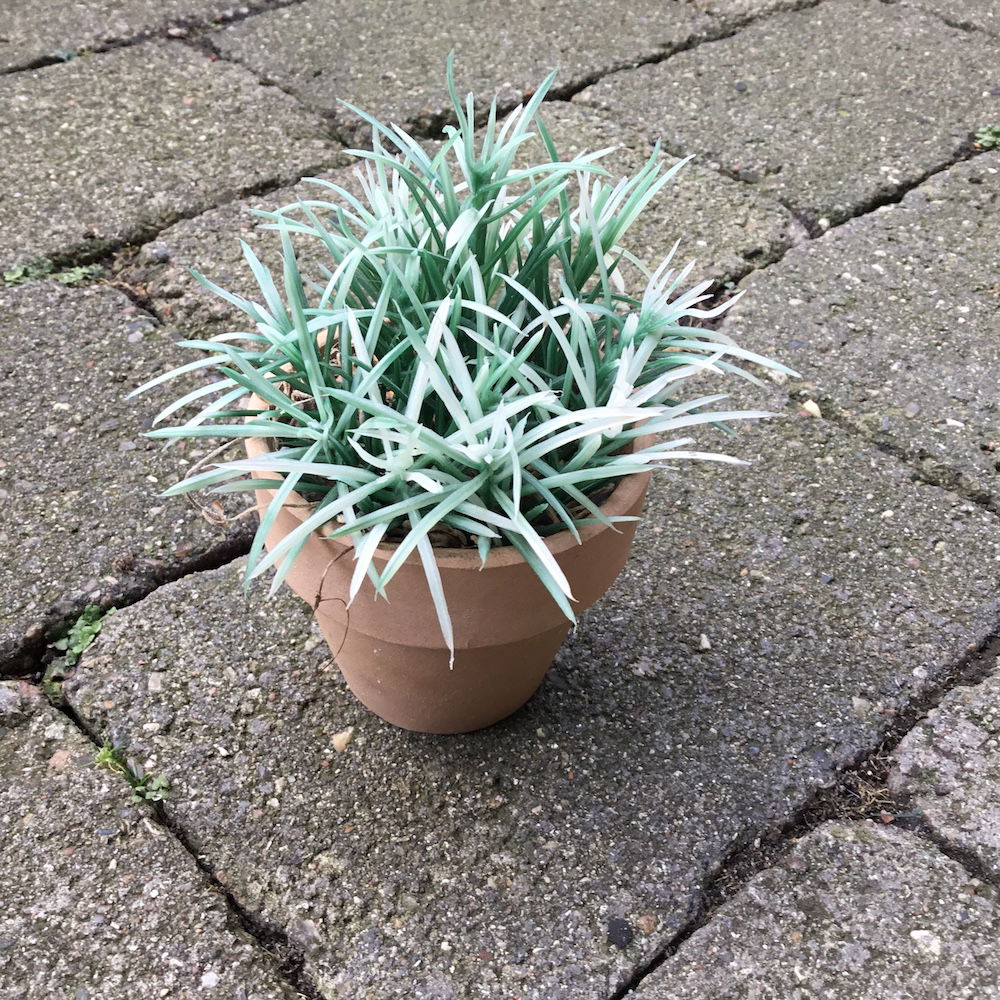 Lille spraglet grøn potteblomst - Billede 6