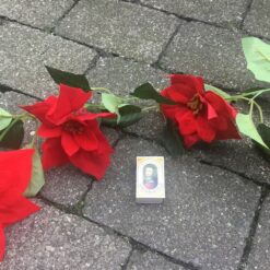 Alternative view of Flot rød julestjerne ranke