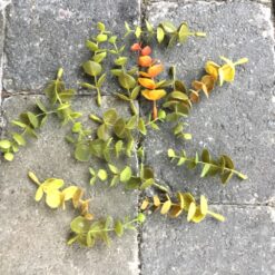 Alternative view of Dekorative korte eucalyptus grene