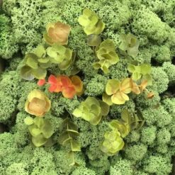 Dekorative korte eucalyptus grene