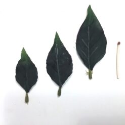 Alternative view of Dekorative naturtro grønne blade